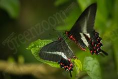 Borboleta 94 <em>(441)</em>