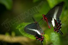 Borboleta 93 <em>(442)</em>