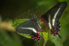 Borboleta 92 <em>(444)</em>