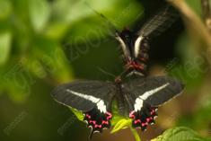 Borboleta 91 <em>(445)</em>
