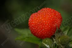 Framboesa 2 <em>(448)</em>