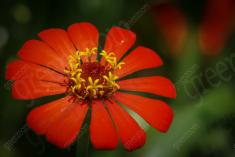 Flor 107 <em>(452)</em>
