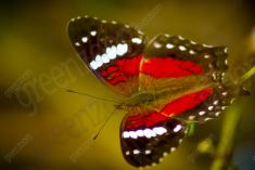 Borboleta 3 <em>(456)</em>