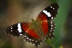 Borboleta 4 <em>(457)</em>
