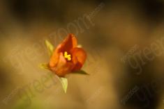 Flor 108 <em>(461)</em>