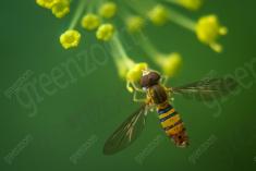 Vespa Amarela I <em>(465)</em>