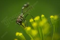 Vespa I <em>(466)</em>