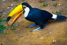 Tucano 4 <em>(471)</em>