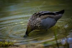 Pato <em>(472)</em>