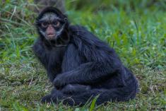 Macaco 4 <em>(476)</em>