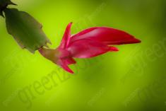 Flor 109 <em>(494)</em>