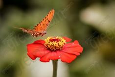 Borboleta 7 <em>(499)</em>