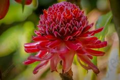 Flor 111 <em>(511)</em>