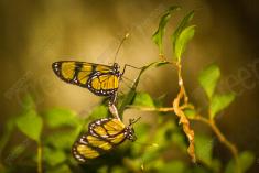 Borboleta 9 <em>(522)</em>