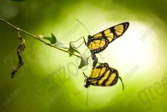 Borboleta 10 <em>(523)</em>