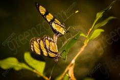 Borboleta 11 <em>(524)</em>