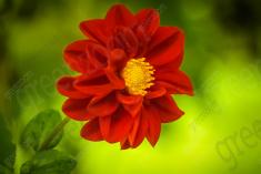 Flor 112 <em>(552)</em>