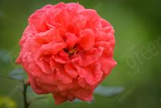 Flor 113 <em>(573)</em>