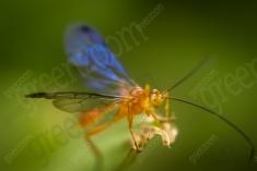 Vespa III <em>(579)</em>