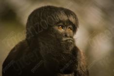 Macaco 1 <em>(58)</em>
