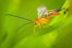 Vespa IV <em>(580)</em>