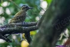 Pica Pau 2 <em>(600)</em>