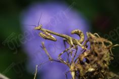 Louva Deus I <em>(606)</em>