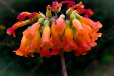 Flor 99 <em>(61)</em>