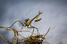 Louva Deus II <em>(610)</em>