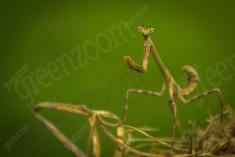 Louva Deus III <em>(616)</em>