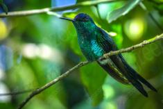 Beija Flor 4 <em>(637)</em>