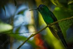 Beija Flor 5 <em>(638)</em>