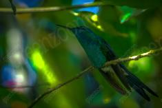 Beija Flor 6 <em>(640)</em>