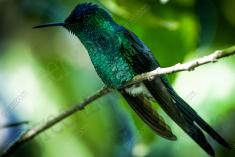 Beija Flor 7 <em>(641)</em>