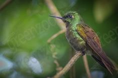 Beija Flor 8 <em>(648)</em>
