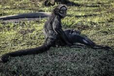 Macaco 5 <em>(676)</em>