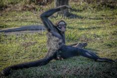 Macaco 6 <em>(677)</em>