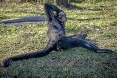 Macaco 7 <em>(678)</em>