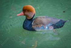 Marreco I <em>(681)</em>