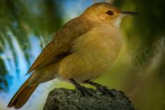 João de Barro <em>(775)</em>