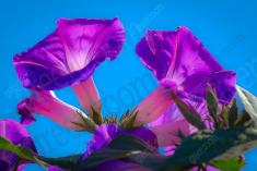 Flor 114 <em>(778)</em>