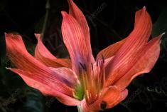 Flor 115 <em>(785)</em>