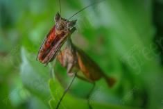 Louva Deus Folha III <em>(786)</em>