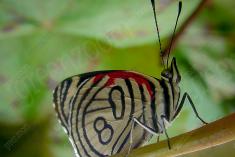 Borboleta 80 <em>(787)</em>