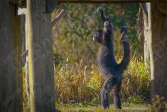 Macaco 8 <em>(788)</em>