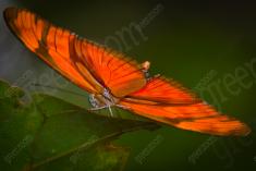 Borboleta 35 <em>(790)</em>