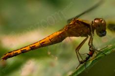 Libelula 3 <em>(791)</em>