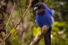 Gralha Azul <em>(800)</em>