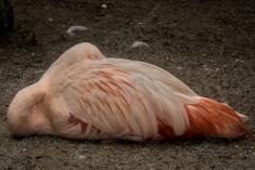 Flamingo <em>(805)</em>
