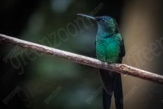 Beija Flor 9 <em>(808)</em>